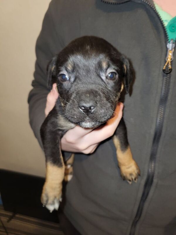 Cane Corso puppies for sale in Elgin, Moray – 9 weeks old - Image 5 of 6