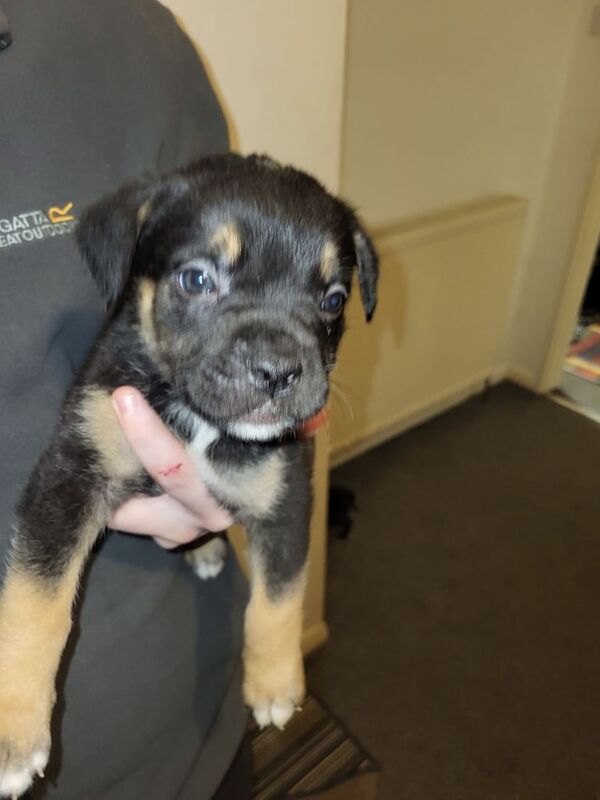 Cane Corso puppies for sale in Elgin, Moray – 9 weeks old - Image 6 of 6