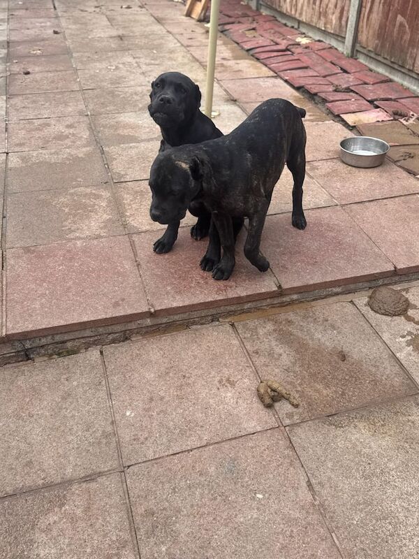 Cane Corso puppies for sale in North Acton, Greater London – 5 months old