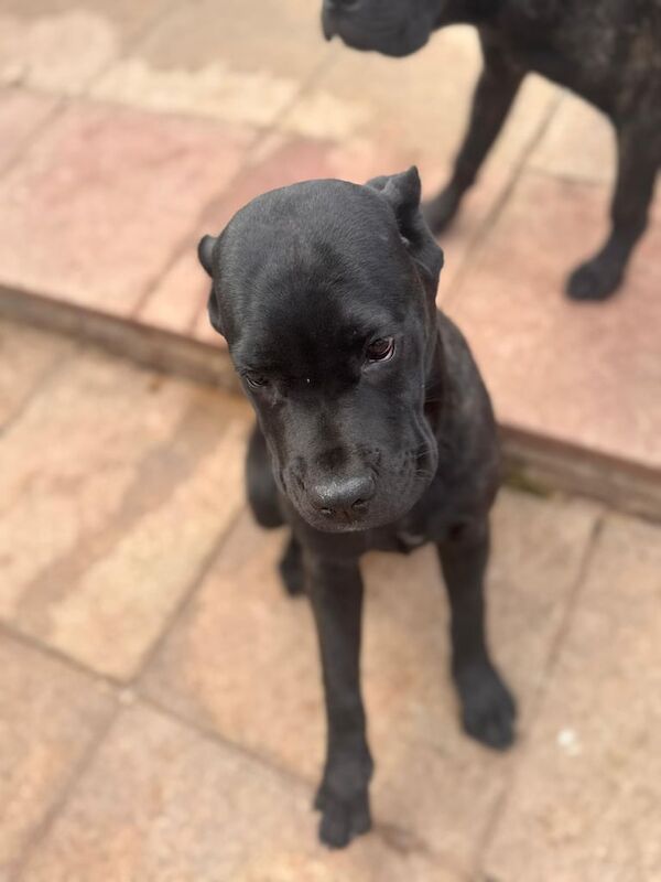 Cane Corso puppies for sale in North Acton, Greater London – 5 months old - Image 2 of 5