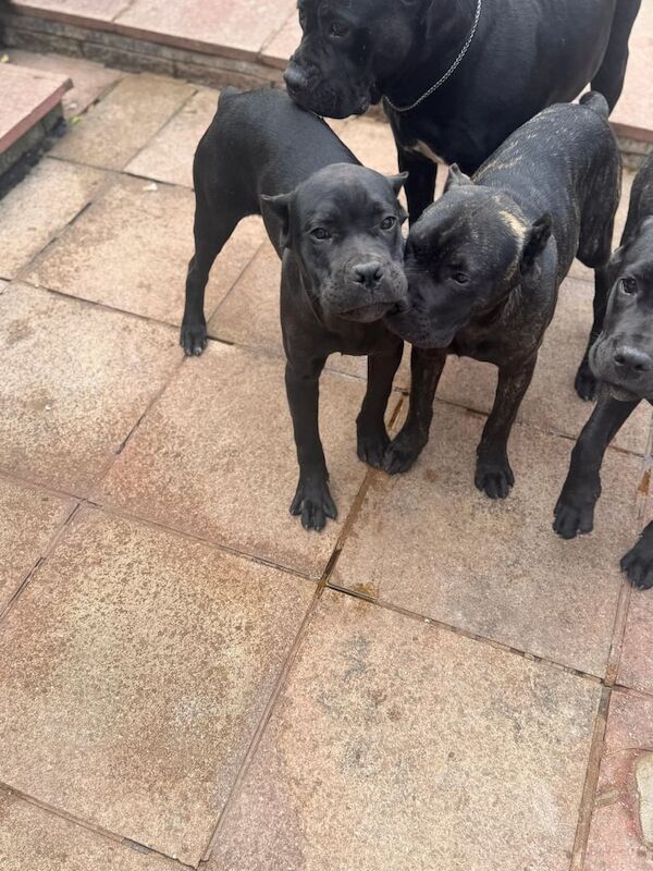 Cane Corso puppies for sale in North Acton, Greater London – 5 months old - Image 3 of 5