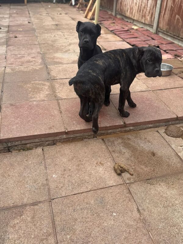 Cane Corso puppies for sale in North Acton, Greater London – 5 months old - Image 4 of 5