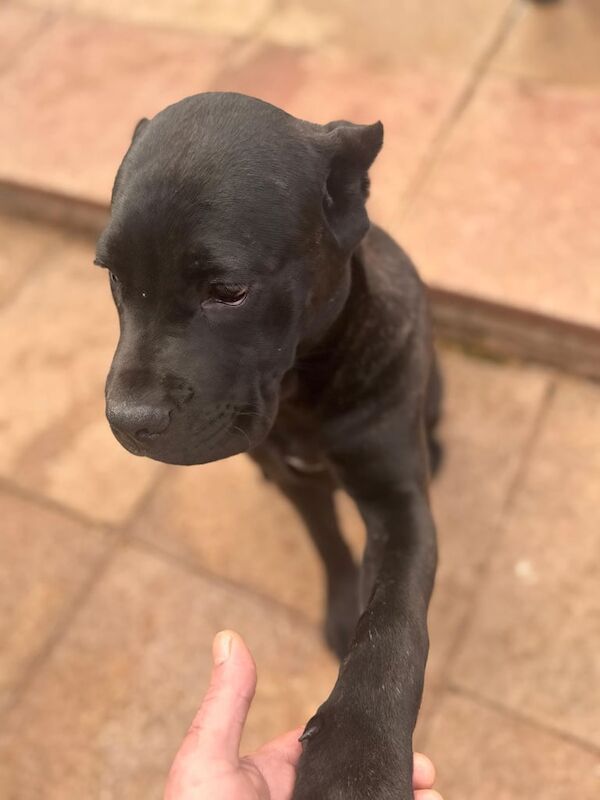 Cane Corso puppies for sale in North Acton, Greater London – 5 months old - Image 5 of 5