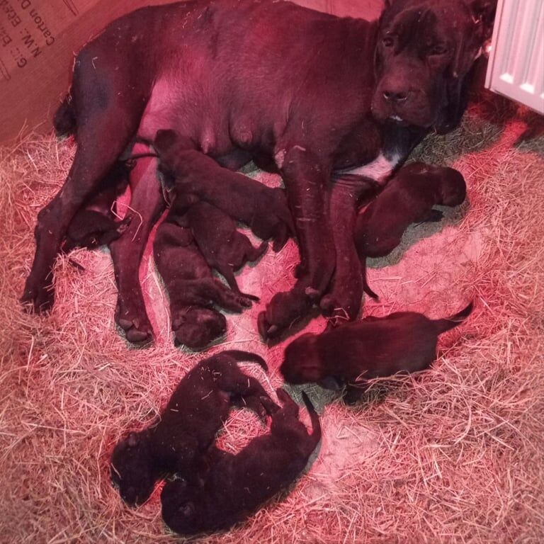 Cane Corso puppies for sale in Iver, Buckinghamshire – 11 weeks old