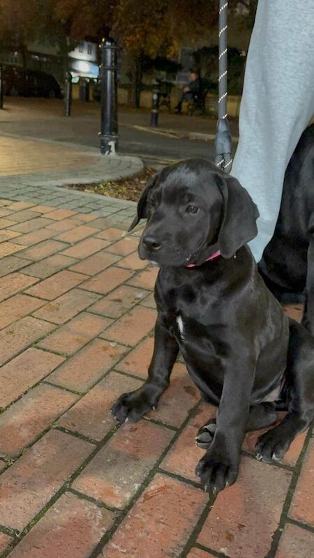 Cane Corso puppies for sale in Iver, Buckinghamshire – 11 weeks old - Image 2 of 5