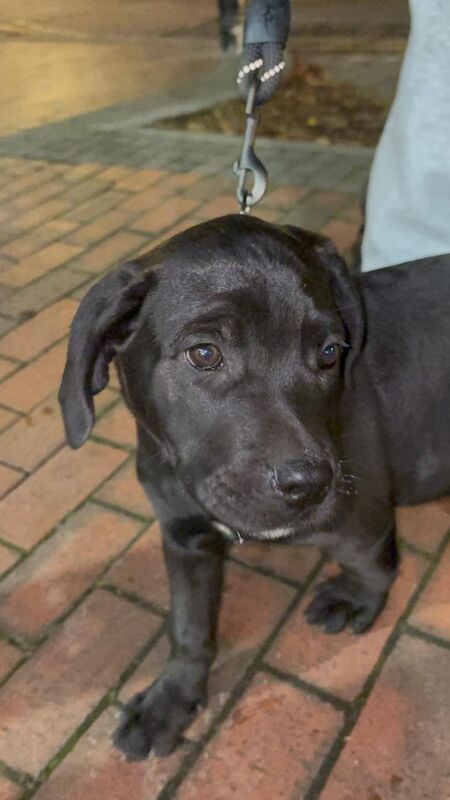 Cane Corso puppies for sale in Iver, Buckinghamshire – 11 weeks old - Image 4 of 5