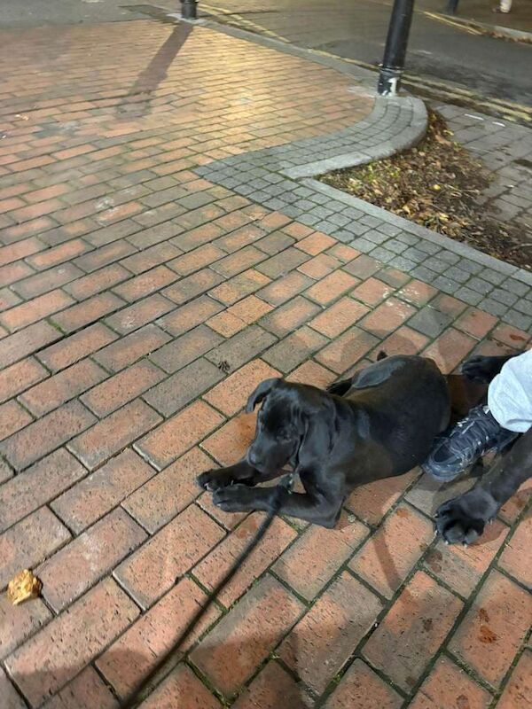 Cane Corso puppies for sale in Iver, Buckinghamshire – 11 weeks old - Image 5 of 5