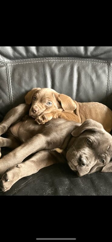 Cane Corso puppies for sale in Stoke-on-Trent, Staffordshire – 11 weeks old