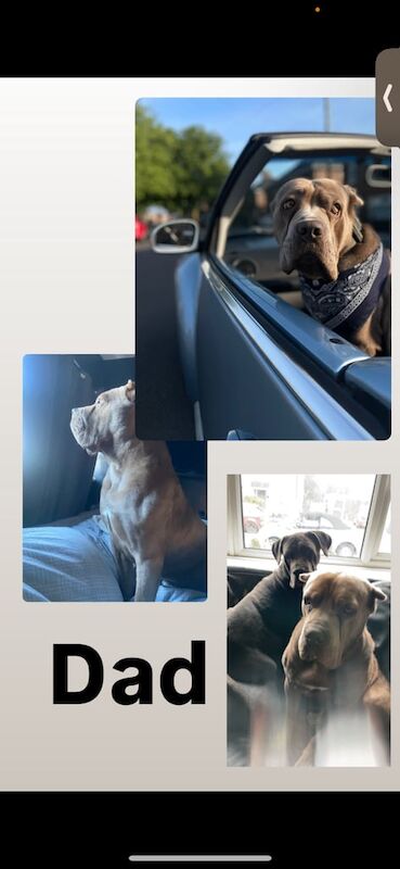 Cane Corso puppies for sale in Stoke-on-Trent, Staffordshire – 11 weeks old - Image 2 of 4