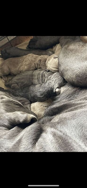 Cane Corso puppies for sale in Stoke-on-Trent, Staffordshire – 11 weeks old - Image 4 of 4