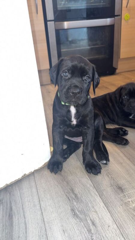 Cane Corso puppies for sale in Barnstaple, Devon – 7 weeks old