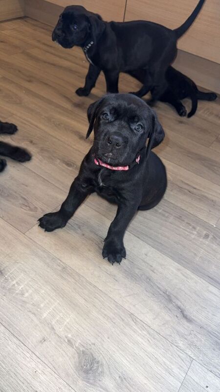 Cane Corso puppies for sale in Barnstaple, Devon – 7 weeks old - Image 3 of 3