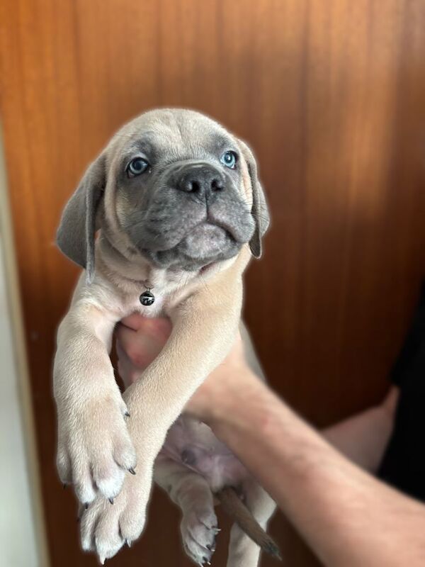 Cane Corso puppies for sale in Colne, Lancashire – 7 weeks old