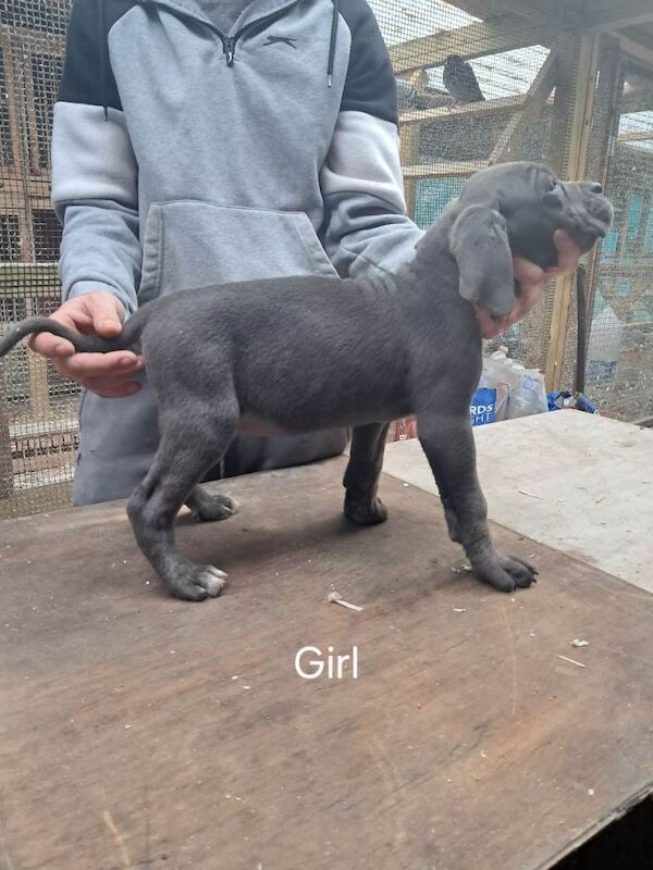 Cane Corso puppies for sale in Ferndale, Mid Glamorgan – 12 weeks old