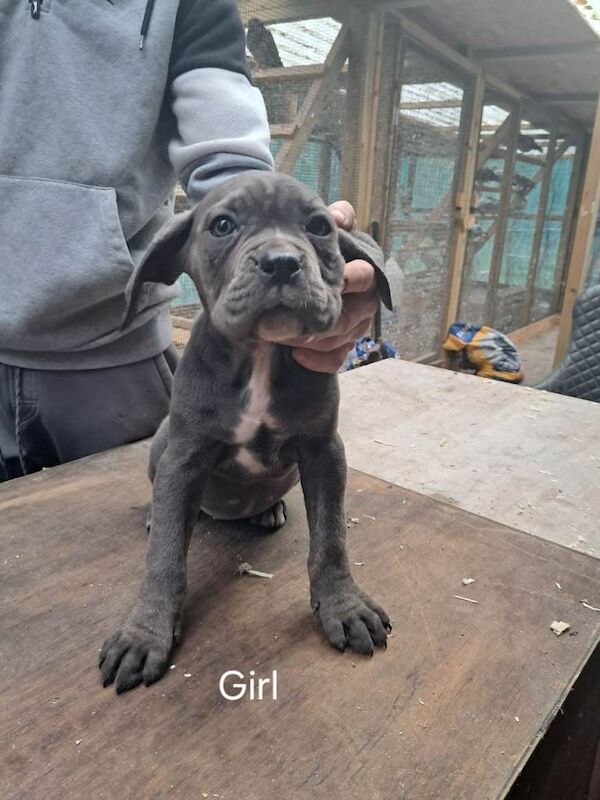 Cane Corso puppies for sale in Ferndale, Mid Glamorgan – 3 months old - Image 2 of 5