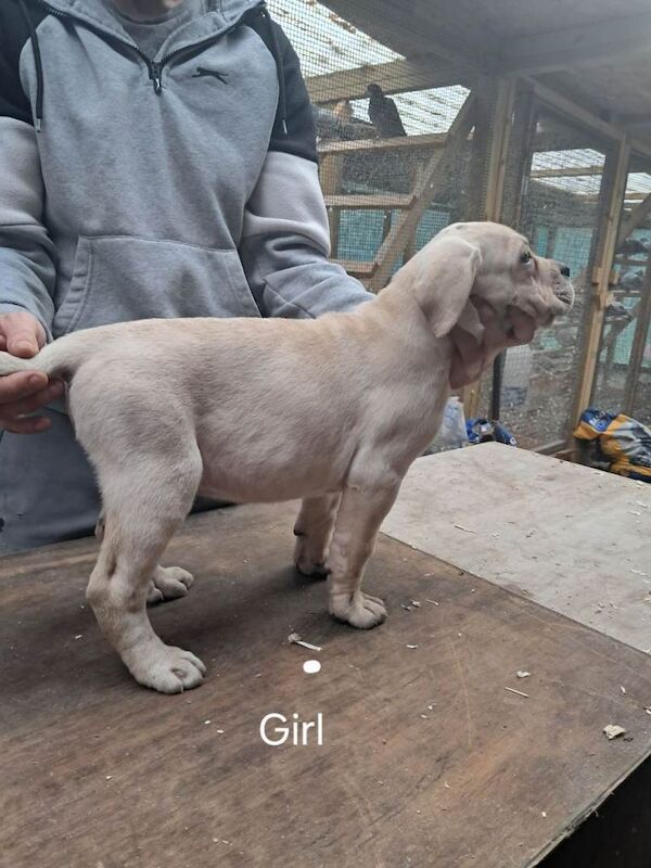 Cane Corso puppies for sale in Ferndale, Mid Glamorgan – 3 months old - Image 3 of 5