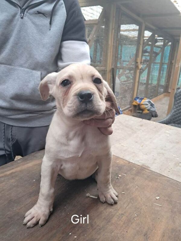 Cane Corso puppies for sale in Ferndale, Mid Glamorgan – 3 months old - Image 4 of 5
