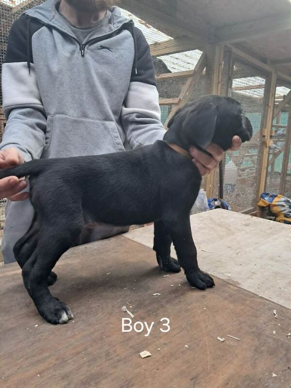 Cane Corso puppies for sale in Ferndale, Mid Glamorgan – 3 months old - Image 5 of 5