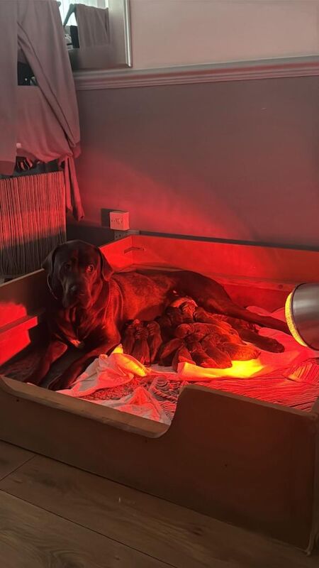 Cane Corso puppies for sale in Liverpool, Merseyside – 7 weeks old - Image 3 of 4