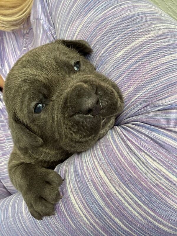 Cane Corso puppies for sale in Liverpool, Merseyside – 7 weeks old - Image 4 of 4