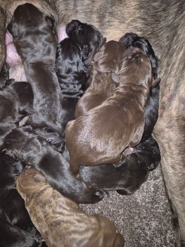 Cane Corso puppies for sale in North Hykeham, Lincolnshire – 4 weeks old - Image 3 of 3