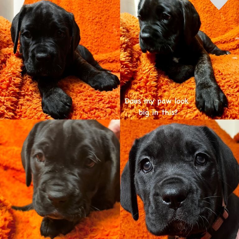 Cane Corso puppies for sale in Barton-under-Needwood, Staffordshire – 7 weeks old