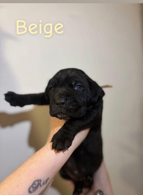 Cane Corso puppies for sale in Peterborough, Cambridgeshire – 5 weeks old