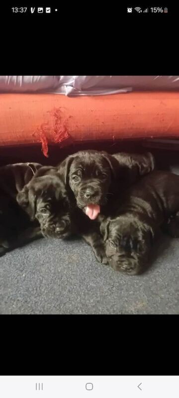 Cane Corso Puppies For Sale