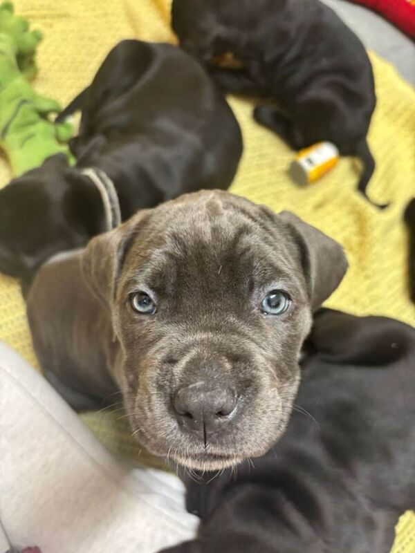 Cane Corso puppies for sale in Saxmundham, Suffolk – 10 weeks old - Image 2 of 6