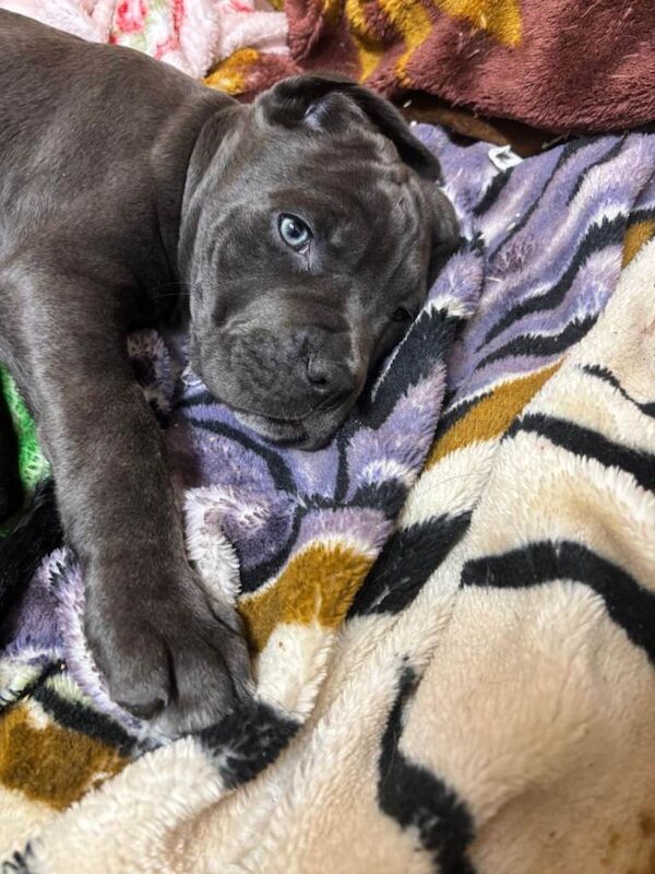 Cane Corso puppies for sale in Saxmundham, Suffolk – 10 weeks old - Image 3 of 6