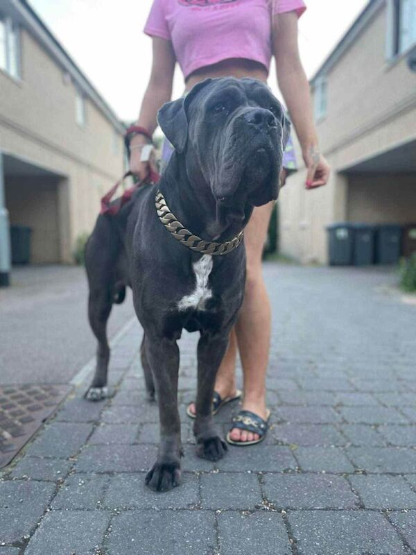 Cane Corso puppies for sale in Saxmundham, Suffolk – 10 weeks old - Image 4 of 6