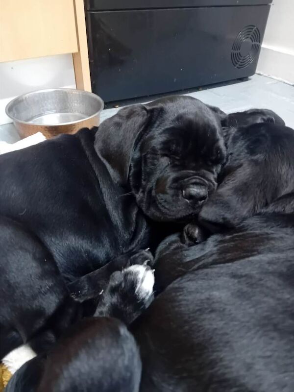 Cane Corso puppies for sale in Saxmundham, Suffolk – 10 weeks old - Image 6 of 6