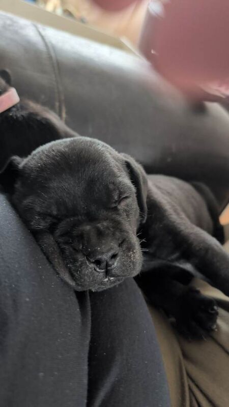 Cane Corso puppies for sale in Talke, Staffordshire – 5 weeks old