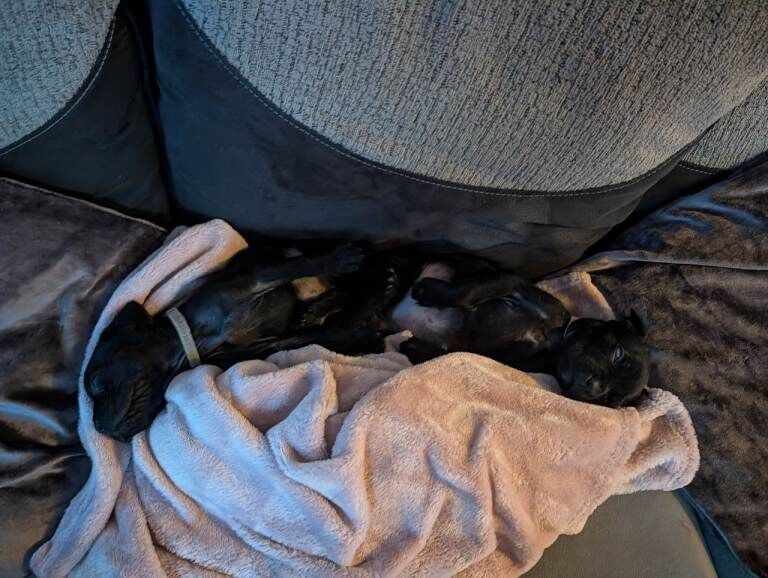 Cane corso puppies - Image 2 of 6
