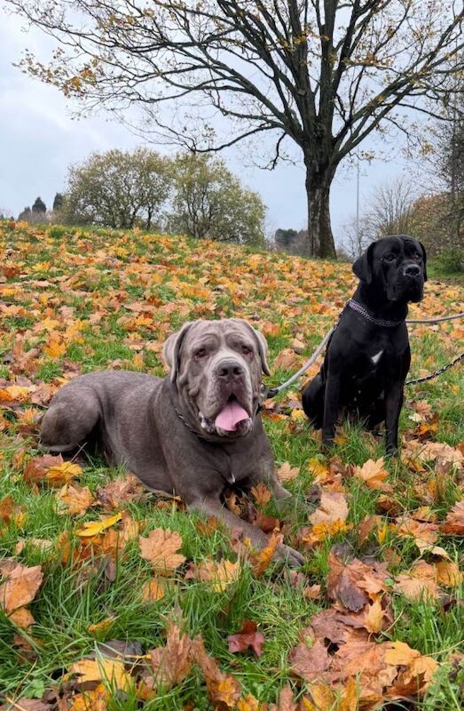 Cane corso puppies - Image 4 of 6