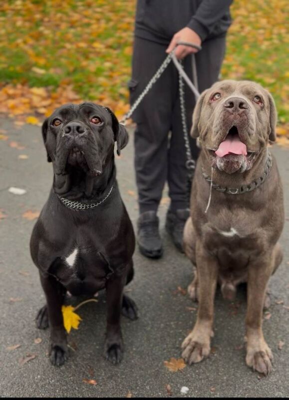 Cane corso puppies - Image 5 of 6