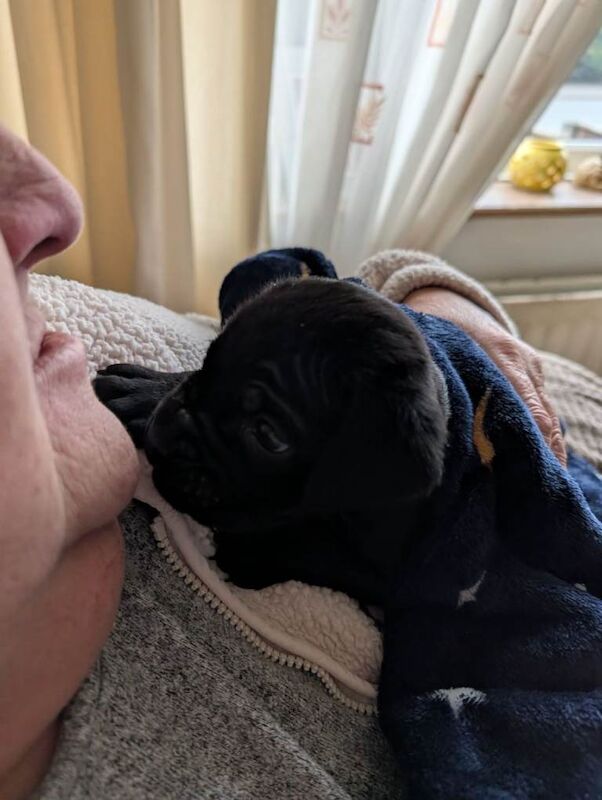 Cane corso puppies - Image 6 of 6