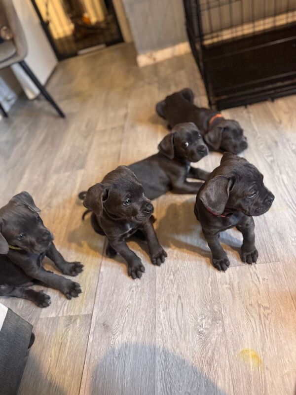 Cane Corso Puppies For Sale Under £1,000