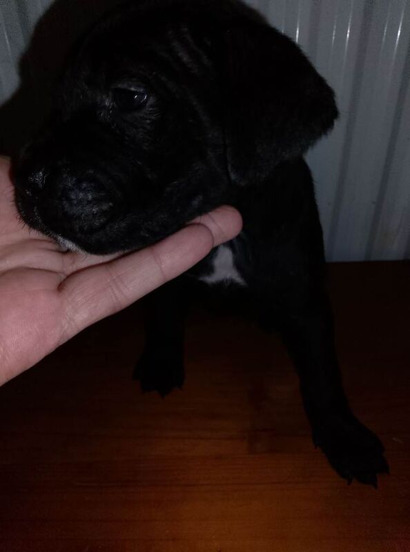 Cane Corso Puppies For Sale Under £1,000