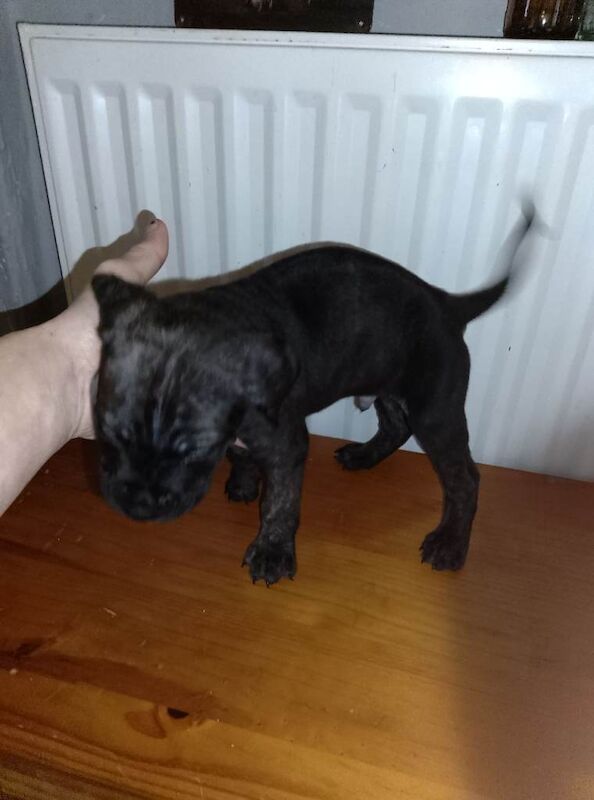 Cane corso puppies - Image 2 of 4