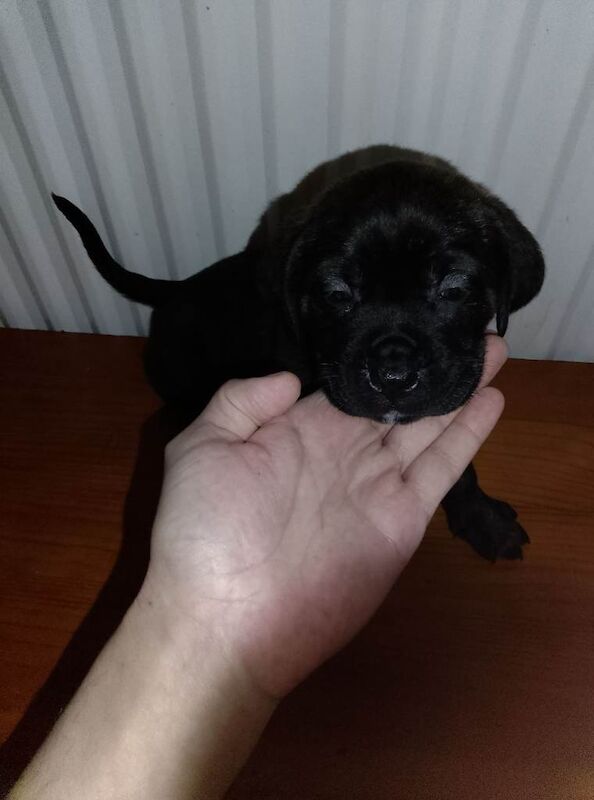 Cane corso puppies - Image 4 of 4
