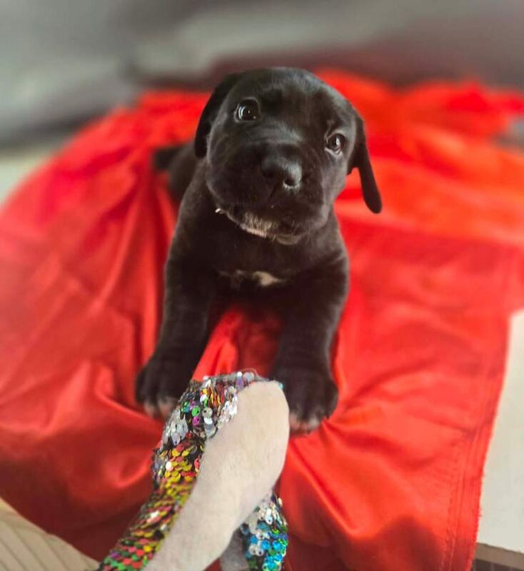 Cane corso puppies - Image 2 of 3