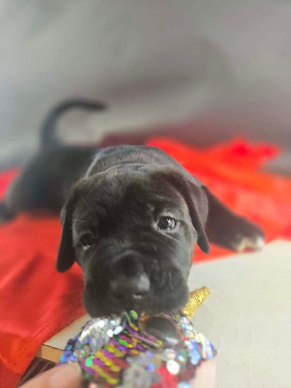 Cane corso puppies - Image 3 of 3