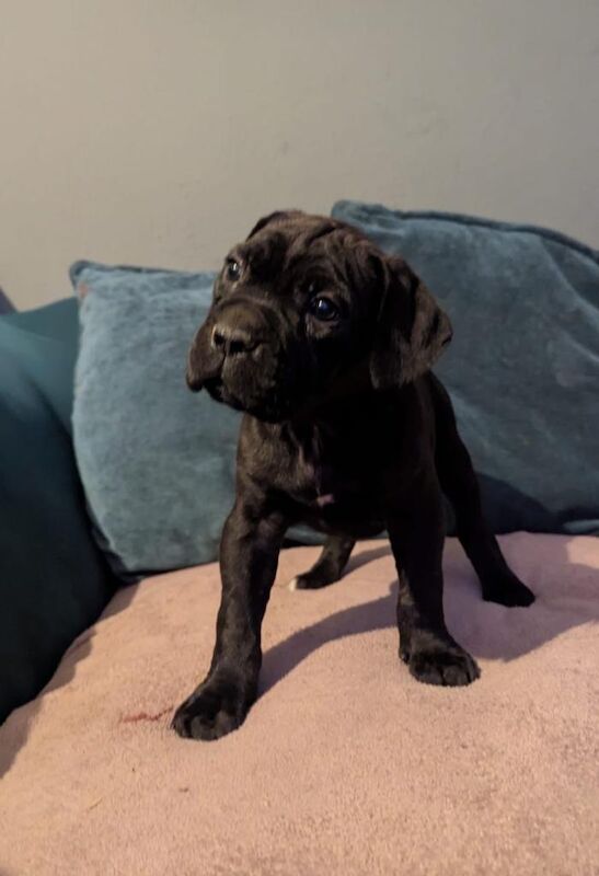 Cane corso puppies