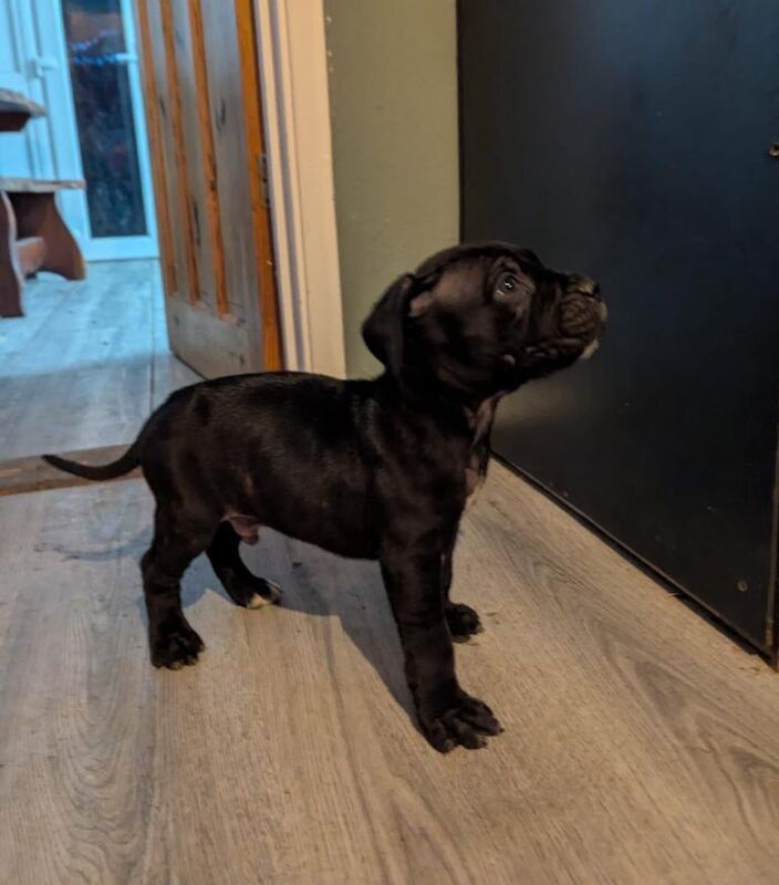 Cane corso puppies - Image 3 of 3