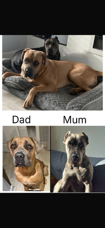 Cane Corso puppies