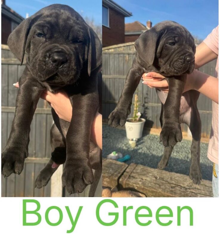 Cane Corso puppies - Image 2 of 4