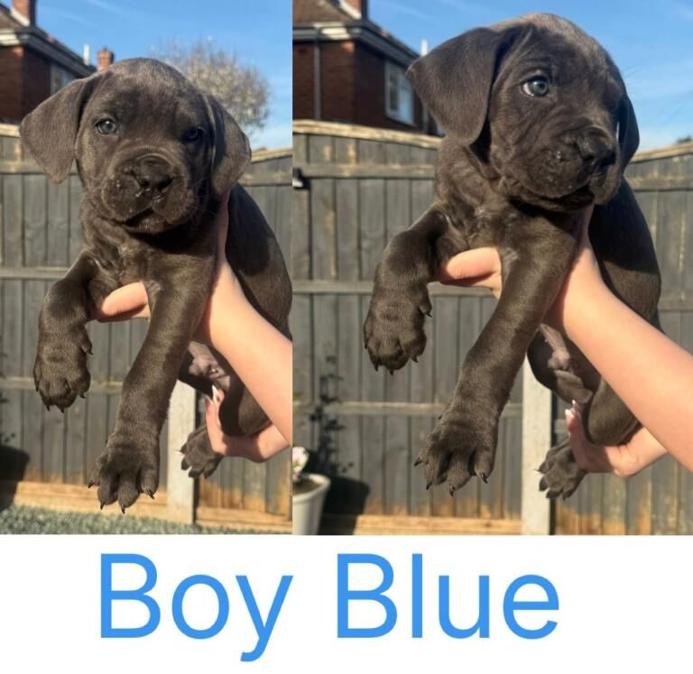 Cane Corso puppies - Image 3 of 4