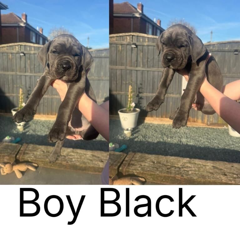 Cane Corso puppies - Image 4 of 4