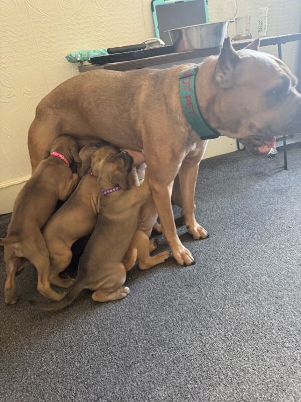 Cane Corso Puppies - Image 2 of 5